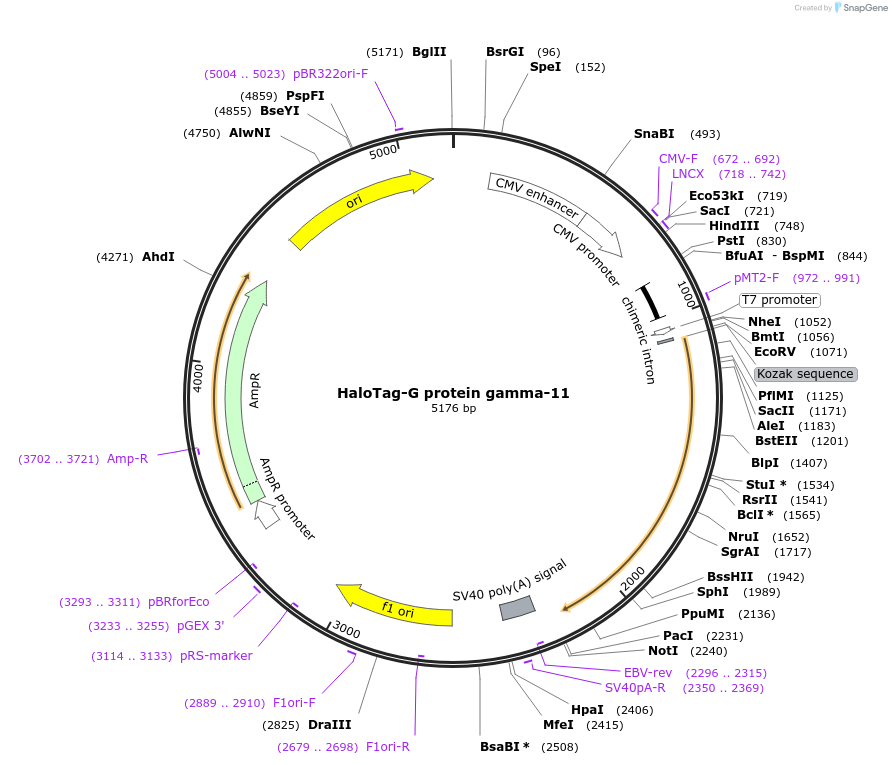 67042-plasmid-map-sequence-id-115587