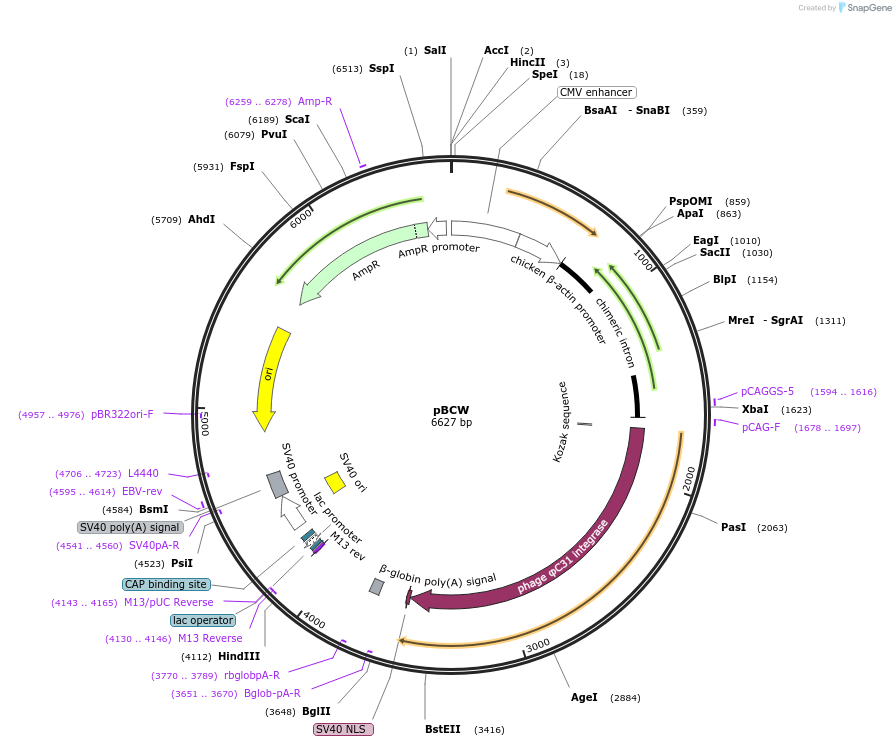 62658-plasmid-map-sequence-id-115637
