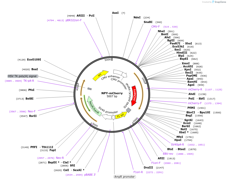 67156-plasmid-map-sequence-id-115659