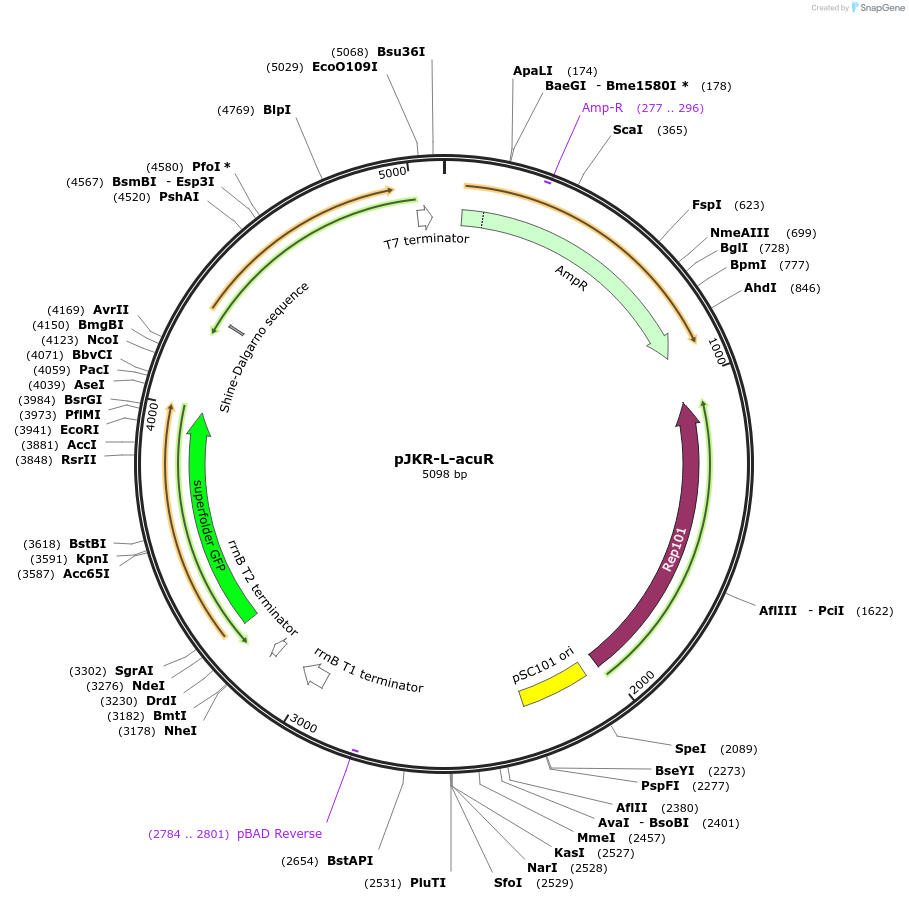 62568-plasmid-map-sequence-id-115689