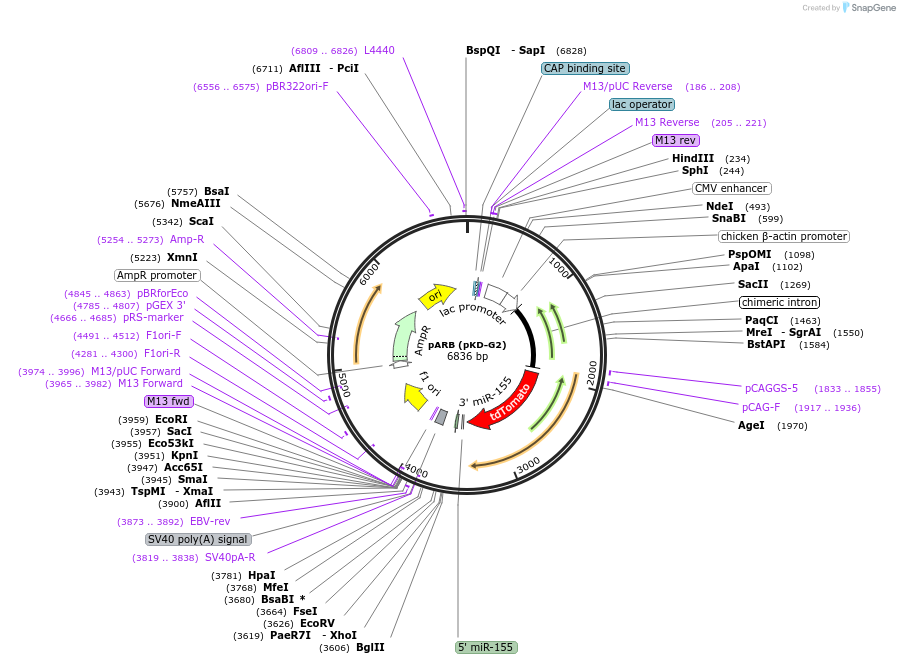 62681-plasmid-map-sequence-id-115725
