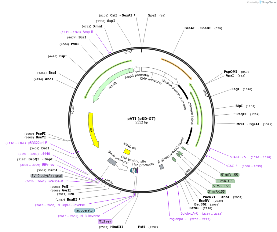 62686-plasmid-map-sequence-id-115768