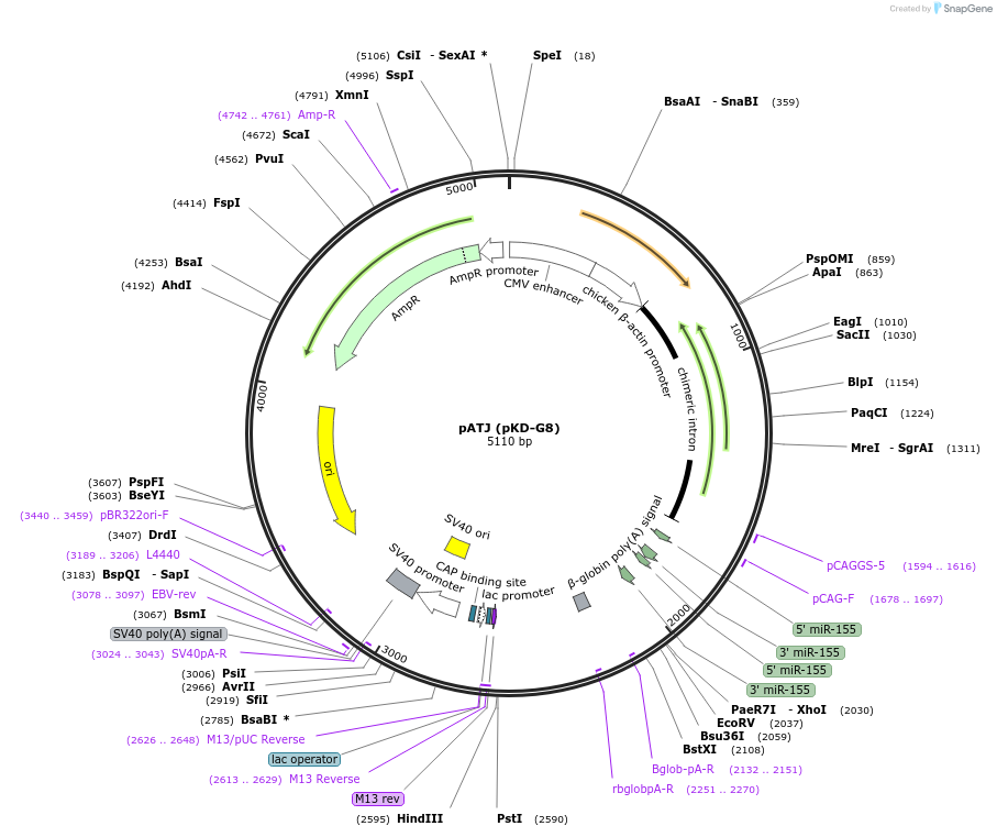 62687-plasmid-map-sequence-id-115770