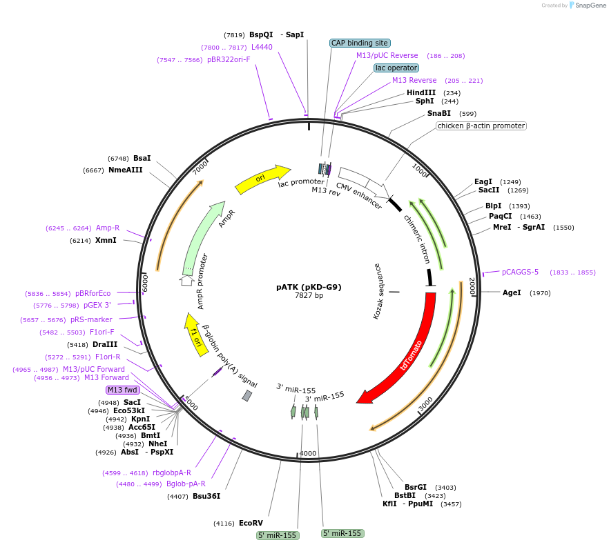 62688-plasmid-map-sequence-id-115773