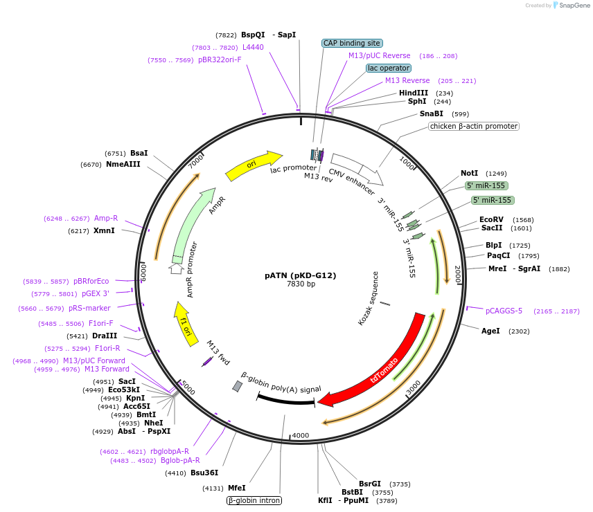 62691-plasmid-map-sequence-id-115787