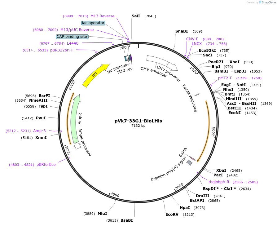 58949-plasmid-map-sequence-id-115793