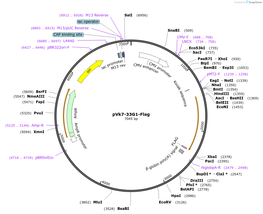58950-plasmid-map-sequence-id-115794