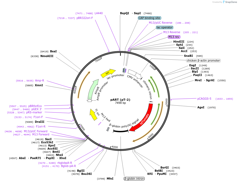62708-plasmid-map-sequence-id-115854