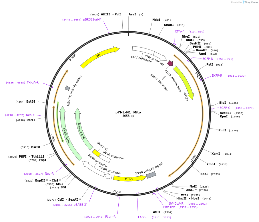 65669-plasmid-map-sequence-id-115859