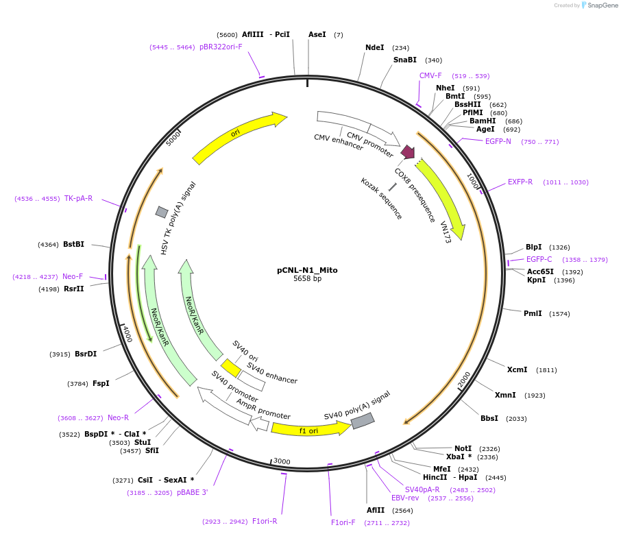 65670-plasmid-map-sequence-id-115864