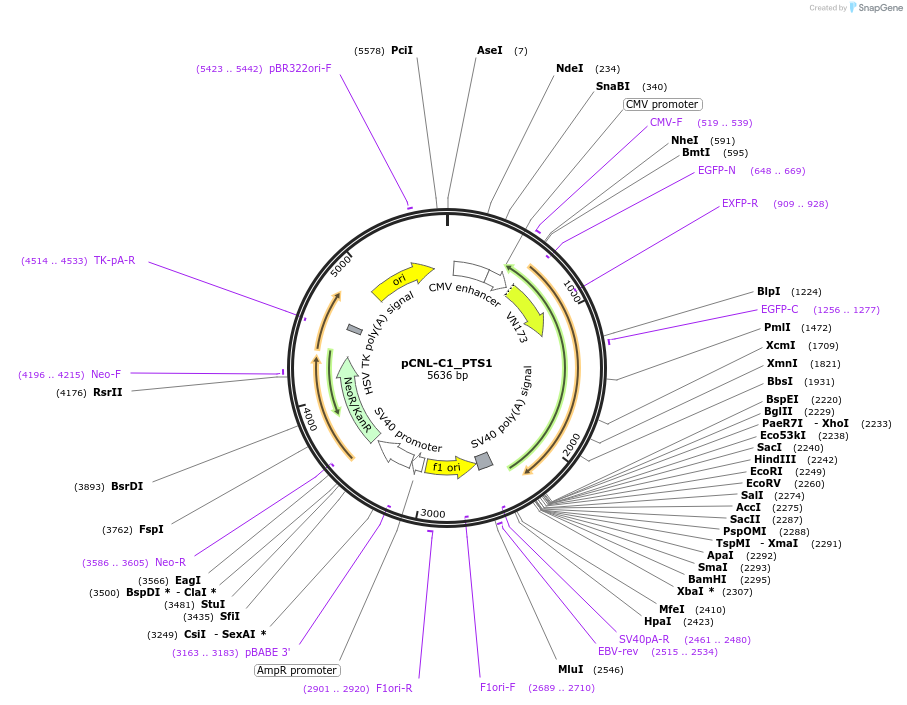 65700-plasmid-map-sequence-id-115869