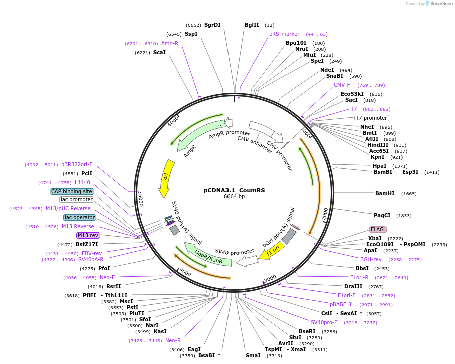 64882-plasmid-map-sequence-id-115882