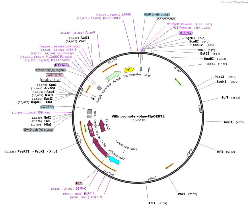 67278-plasmid-map-sequence-id-115887