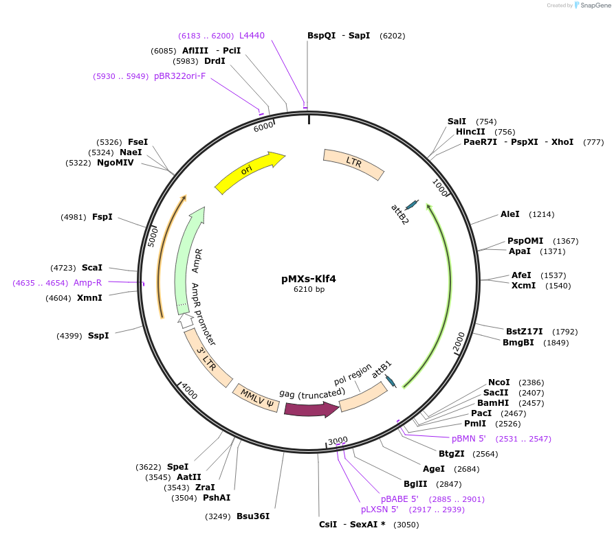 13370-plasmid-map-sequence-id-115897