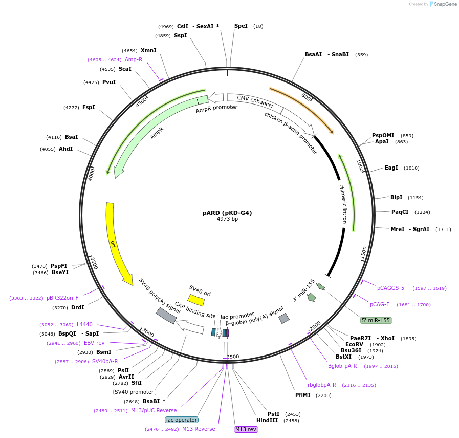 62683-plasmid-map-sequence-id-115959