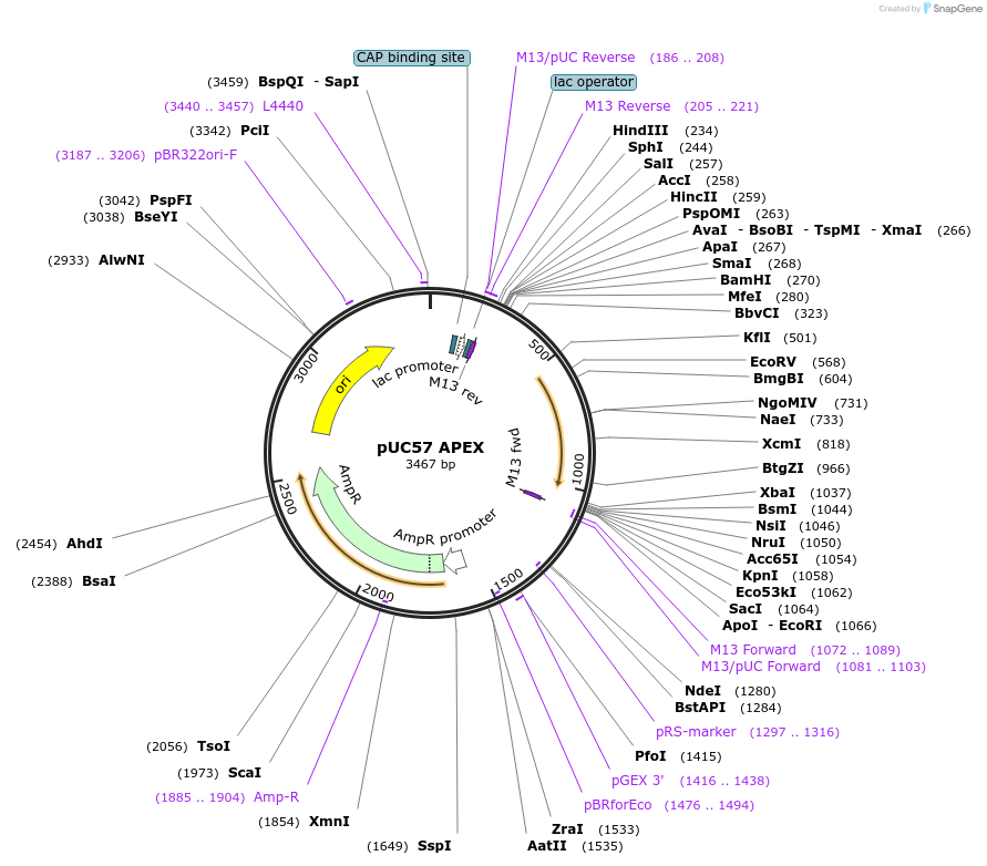 40306-plasmid-map-sequence-id-115990