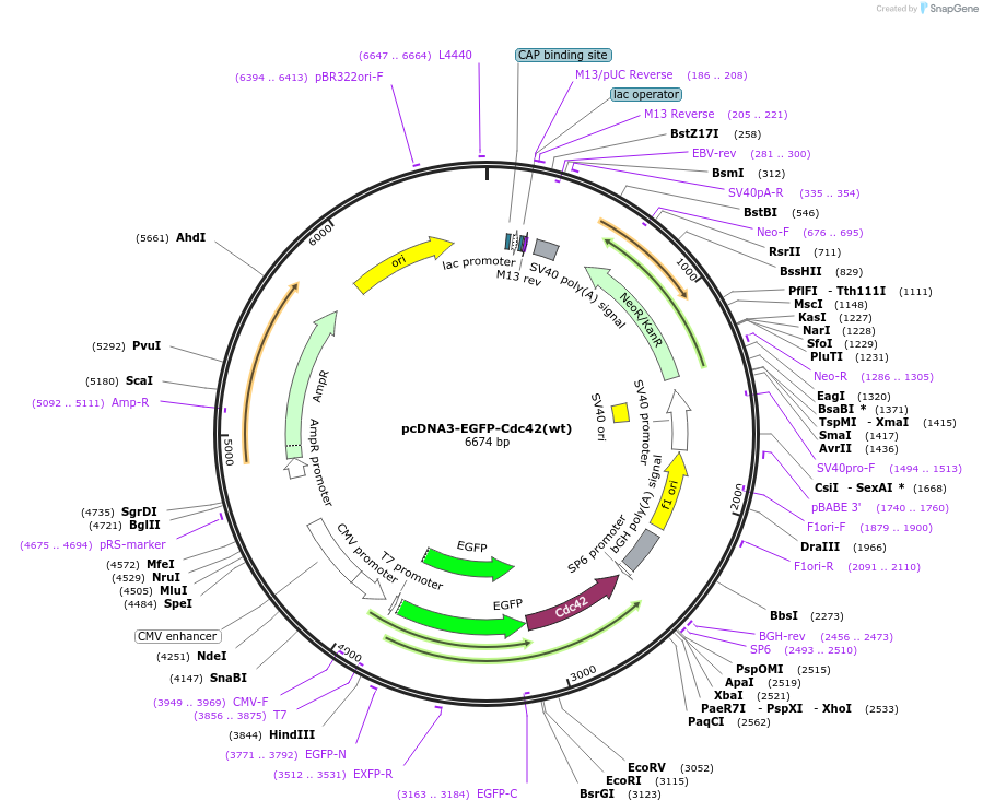 12599-plasmid-map-sequence-id-115995