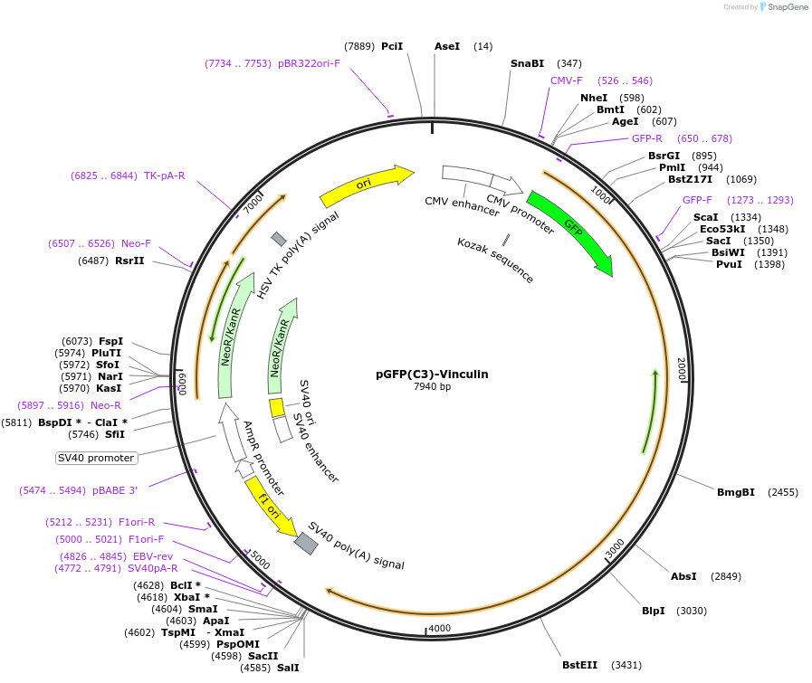 30312-plasmid-map-sequence-id-116004