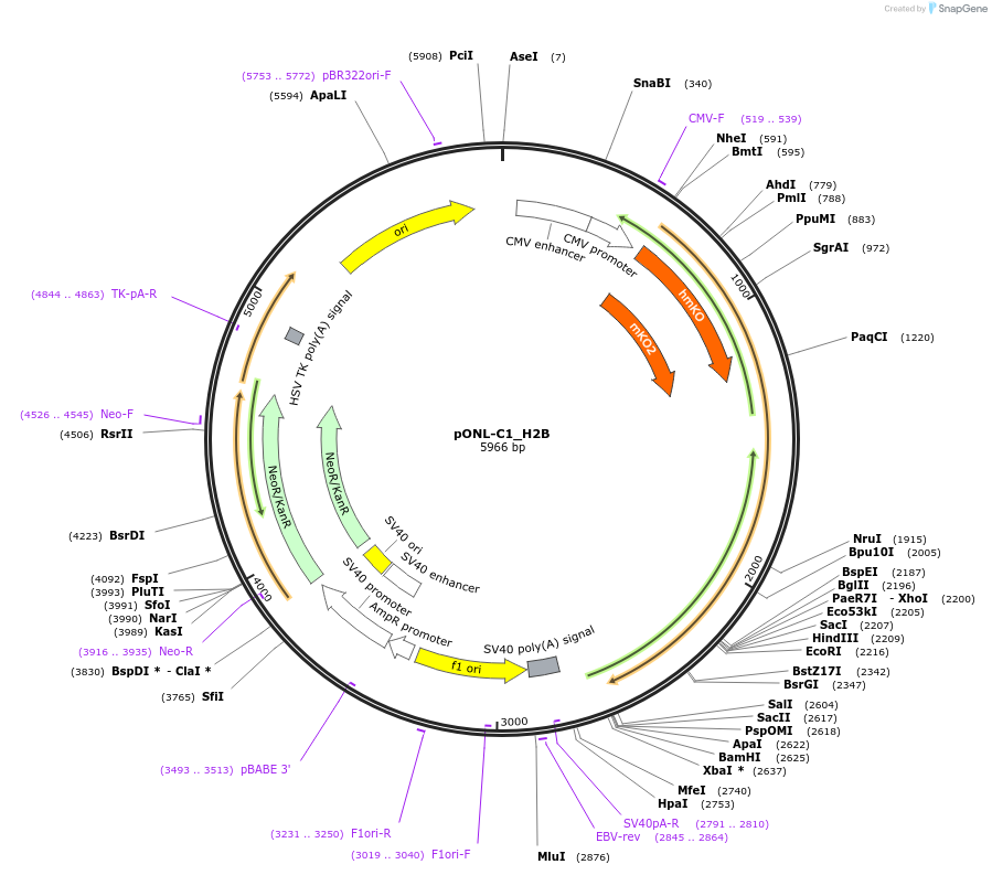 65704-plasmid-map-sequence-id-116021