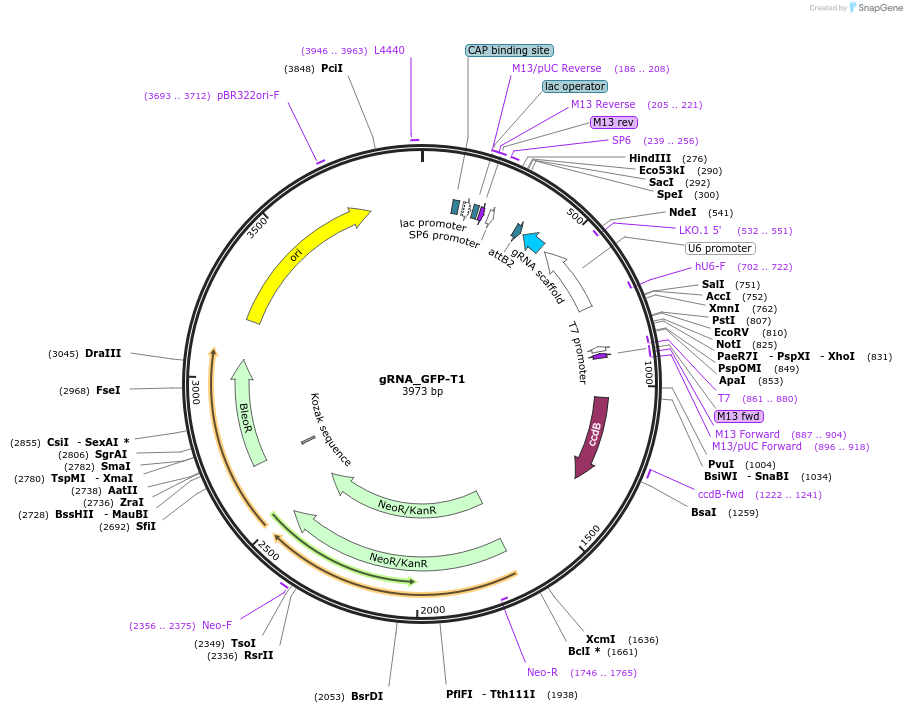 41819-plasmid-map-sequence-id-116036