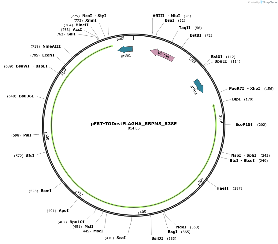 65665-plasmid-map-sequence-id-116110
