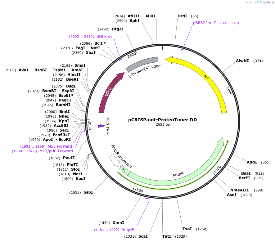 67181-plasmid-map-sequence-id-116142