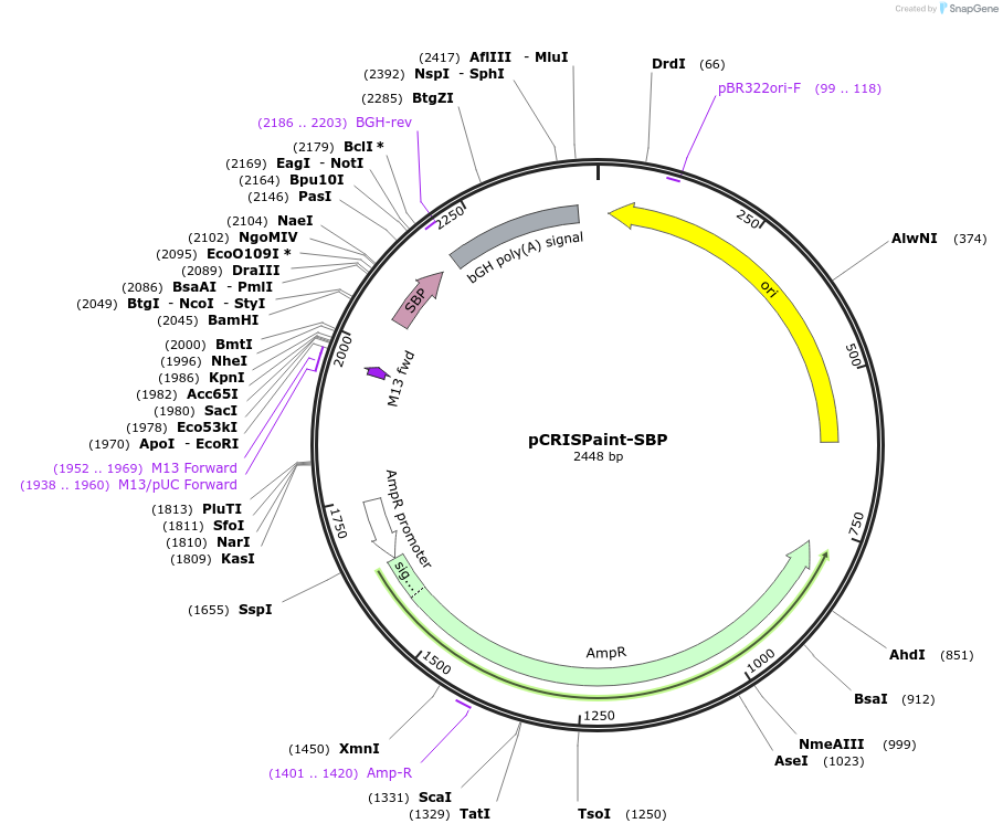 67173-plasmid-map-sequence-id-116149