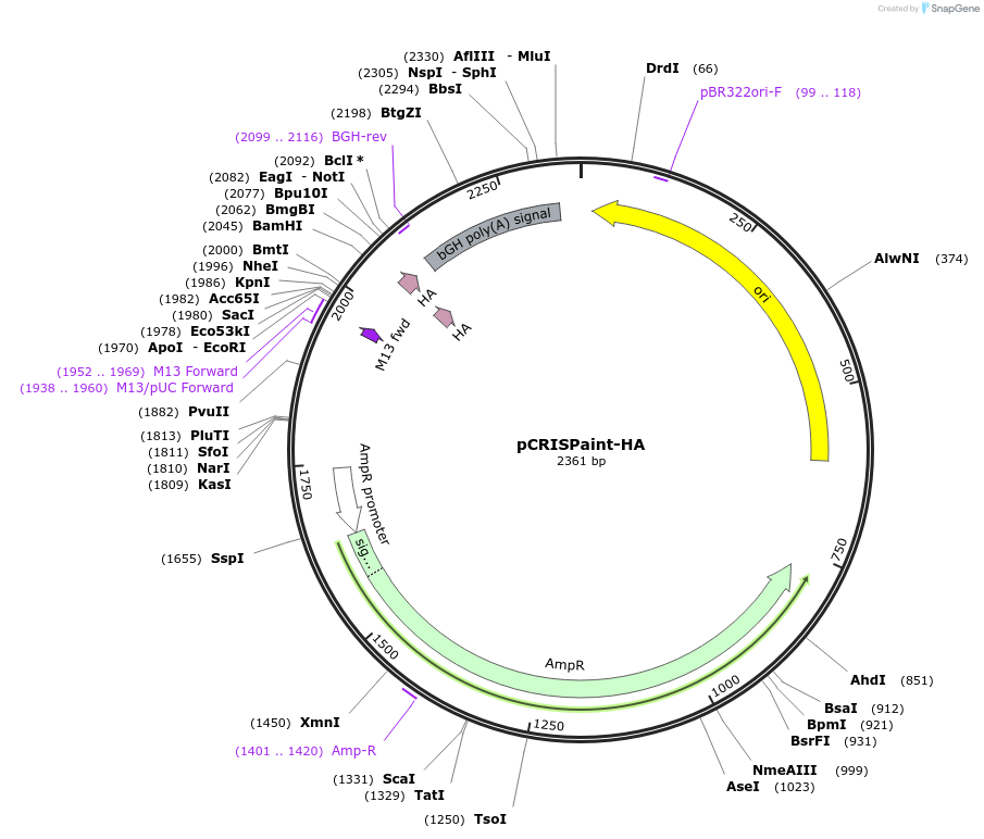 67171-plasmid-map-sequence-id-116151