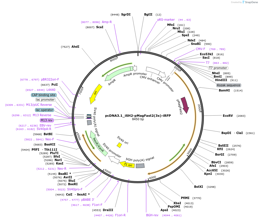 67298-plasmid-map-sequence-id-116158