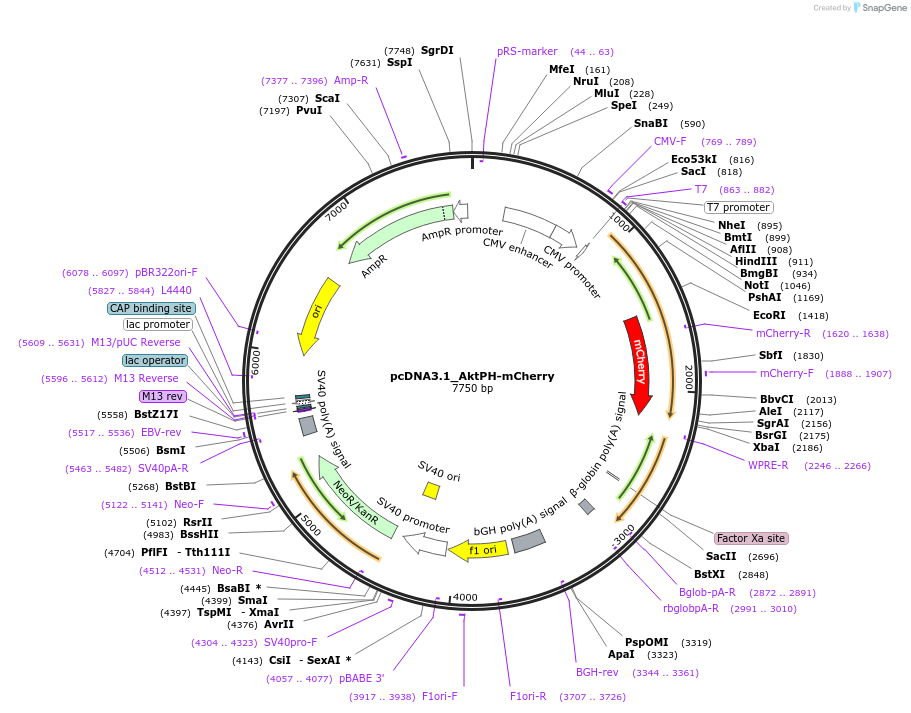 67301-plasmid-map-sequence-id-116163