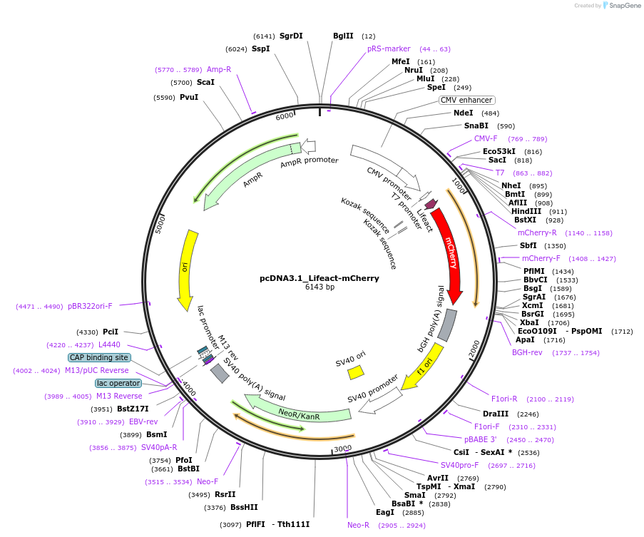 67302-plasmid-map-sequence-id-116165
