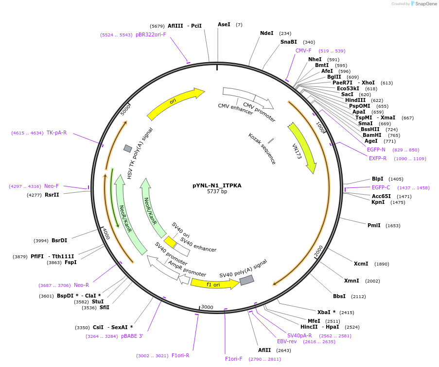 65687-plasmid-map-sequence-id-116258