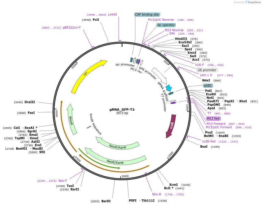 41820-plasmid-map-sequence-id-116301