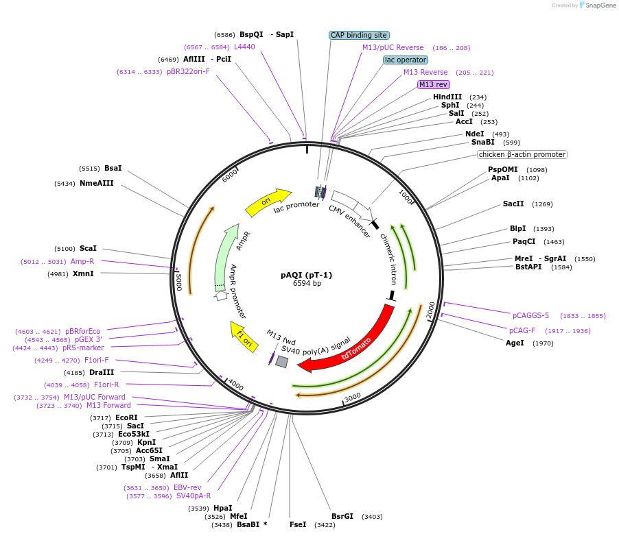 62707-plasmid-map-sequence-id-116313