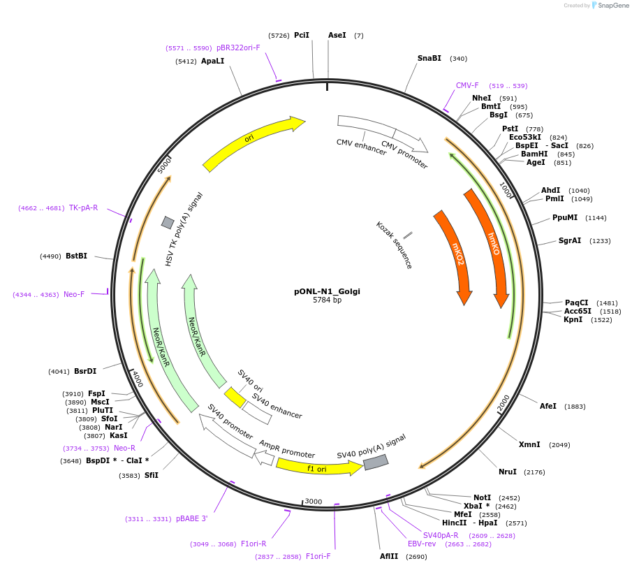 65695-plasmid-map-sequence-id-116336