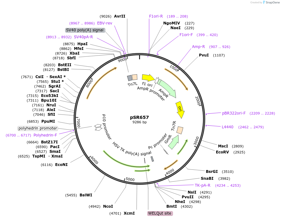 65214-plasmid-map-sequence-id-116341
