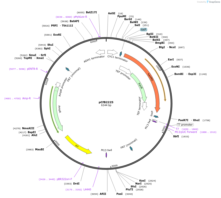 67553-plasmid-map-sequence-id-116384