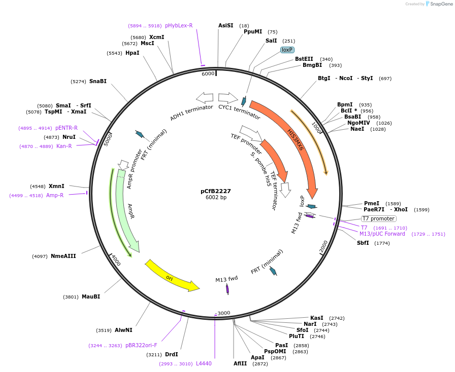 67536-plasmid-map-sequence-id-116410