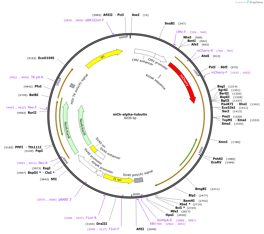 49149-plasmid-map-sequence-id-116492