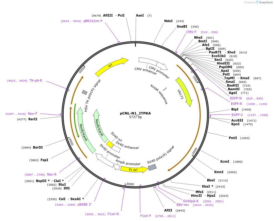 65688-plasmid-map-sequence-id-116523