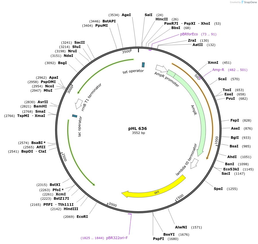53015-plasmid-map-sequence-id-116679