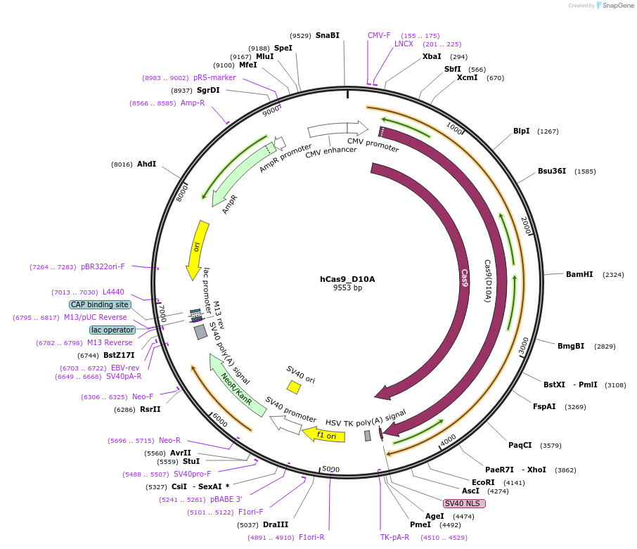 41816-plasmid-map-sequence-id-116715
