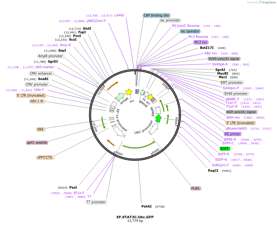 24983-plasmid-map-sequence-id-116727