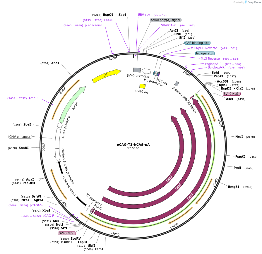 48625-plasmid-map-sequence-id-116741