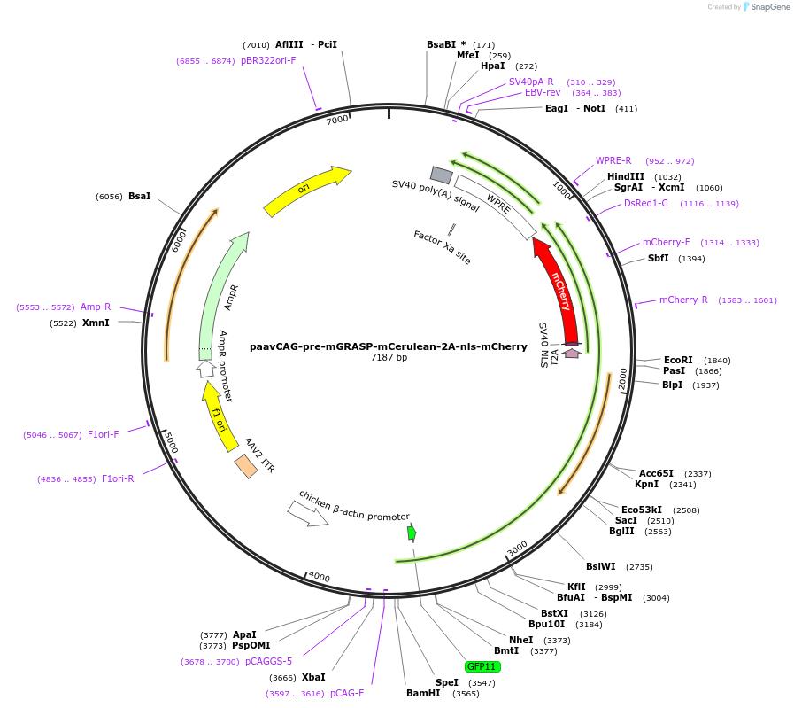 34911-plasmid-map-sequence-id-116742