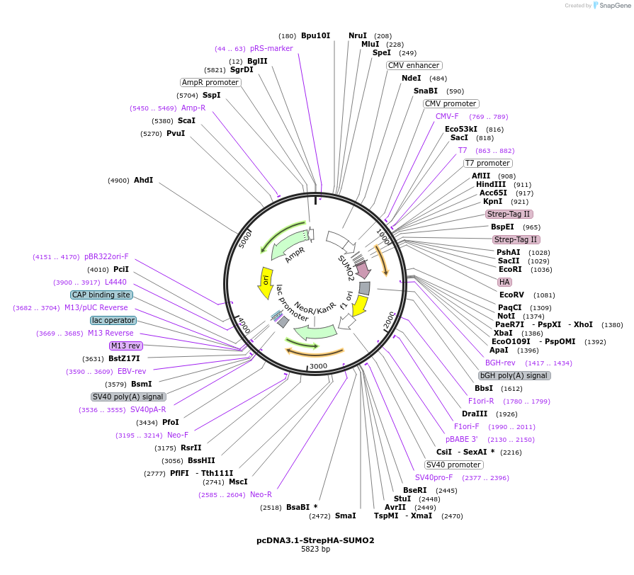 66867-plasmid-map-sequence-id-116783