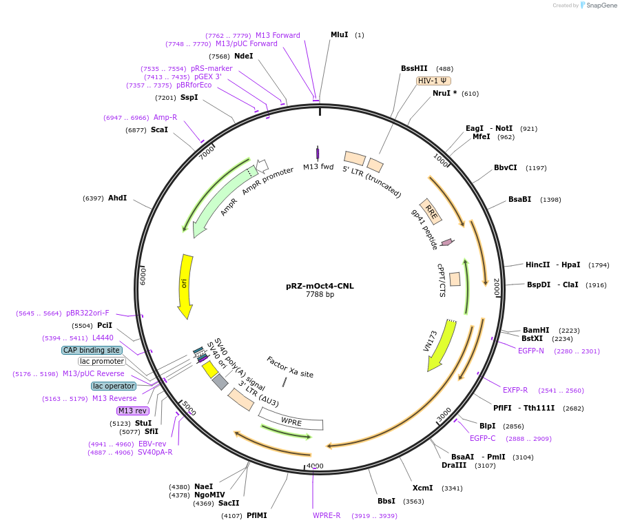 65718-plasmid-map-sequence-id-116836