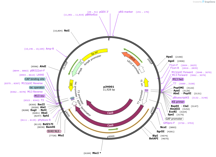 67641-plasmid-map-sequence-id-116839