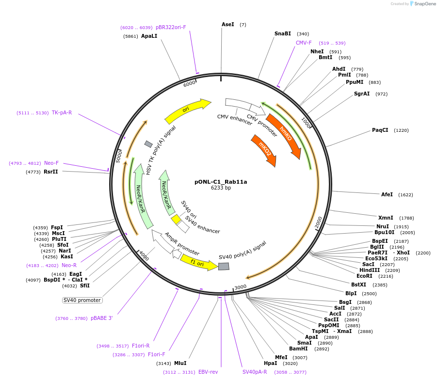 65707-plasmid-map-sequence-id-116846