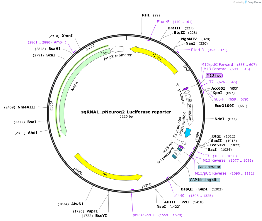 64160-plasmid-map-sequence-id-116855